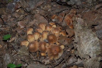 Grzyby w lesie © Dariusz