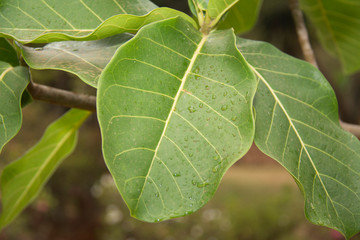 green leaf with drops of water
