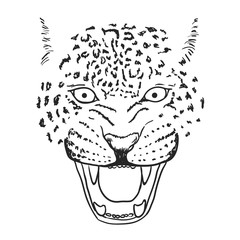Amur Leopard Roar face or head. Hand drawn Leopard Head animal or predator isolated on white background. Vector