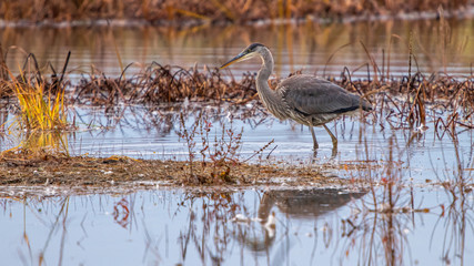 great blue heron in water