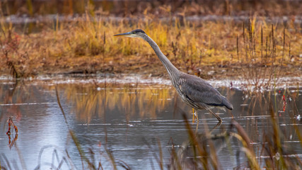 great blue heron in lake