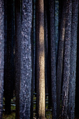 Lodgepole Pine Canada