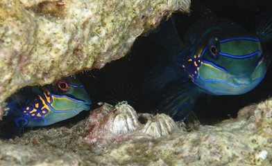 Fototapeta na wymiar fish on coral reef