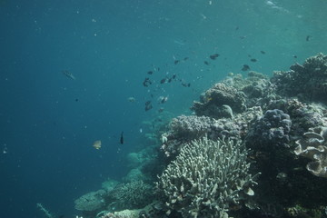 Naklejka na ściany i meble scuba diver and coral reef