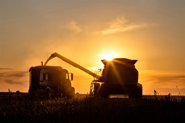 Fototapeta premium Harvest Sunset Canada