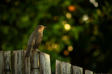 bird looking at horizon