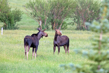 Prairie Moose Canada