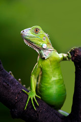 green iguana on the branch
