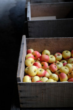Wood box of fresh picked apples