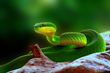 green insularis pit viper snake