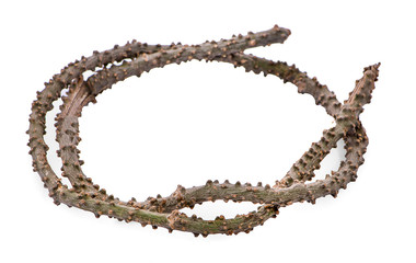 Tinospora cordifolia herb isolated on white background