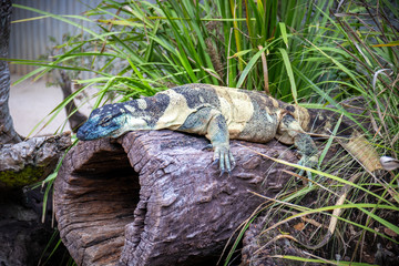 Large iguana on rock