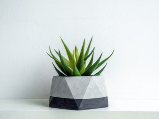 Modern geometric concrete planter. Beautiful concrete pot.
