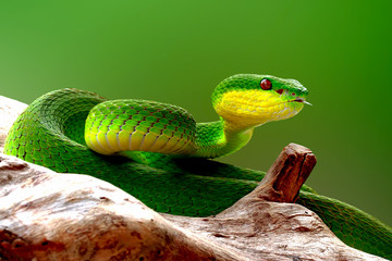 green insularis pit viper snake