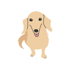 	犬　ポーズ　表情　１匹　ミニチュアダックスフンド　おすわり