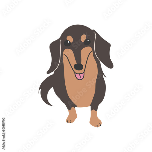 犬 ポーズ 表情 １匹 ミニチュアダックスフンド おすわり Wall Mural さんいんち