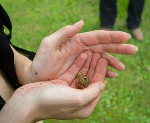 Female woman carefully and gently holds a fragile tiny frog in the palm of her hands