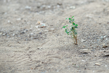 young tree on dry soil in fight not give up,grow and hpe concept