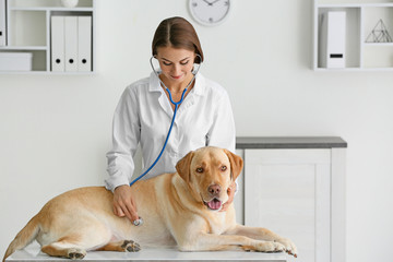Fototapeta na wymiar Veterinarian examining cute dog in clinic