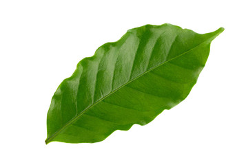 Obraz premium Arabica coffee leaf on Isolated on white background.