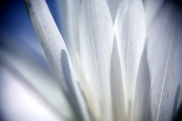 White lotus flower with petals closeup texture