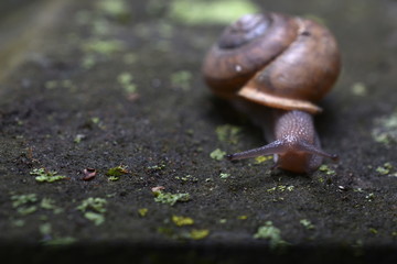 Snail on a rock close-up