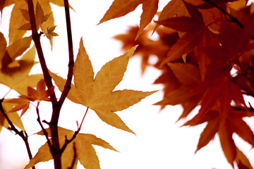 Autumn is coming, the maple leaves are also red.