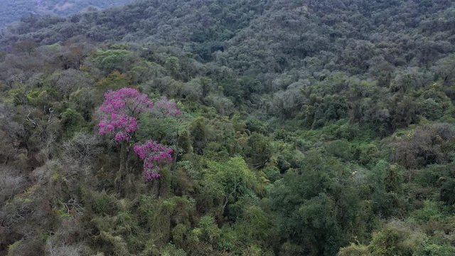 ARBOL LAPACHO ROSADO Handroanthus impetiginosus, Forest Las Yungas, Salta Province, Argentina, South America, America