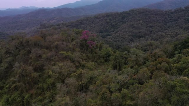 ARBOL LAPACHO ROSADO Handroanthus impetiginosus, Forest Las Yungas, Salta Province, Argentina, South America, America