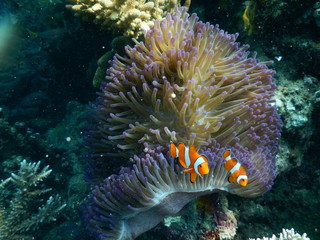 Naklejka na ściany i meble Nemo in the reef