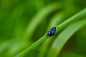 Beetle on a blade of grass