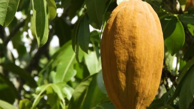 Exotic fruit Monguba (pachira aquatica) in Brazil