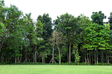 Fototapeta na wymiar rows of trees with green grass