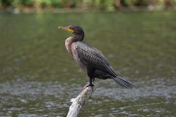 Cormorant 