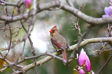 Cardinal on branch 2