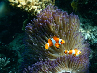Fototapeta na wymiar Clown Fish in Coral reef