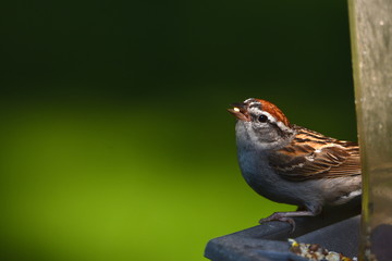 Chipping Sparrow on feeder