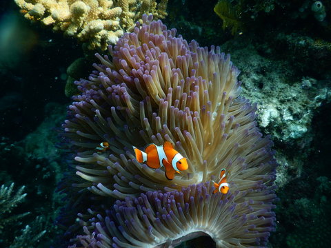 Clown Fish In Coral Reef Photography