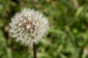 dandelion