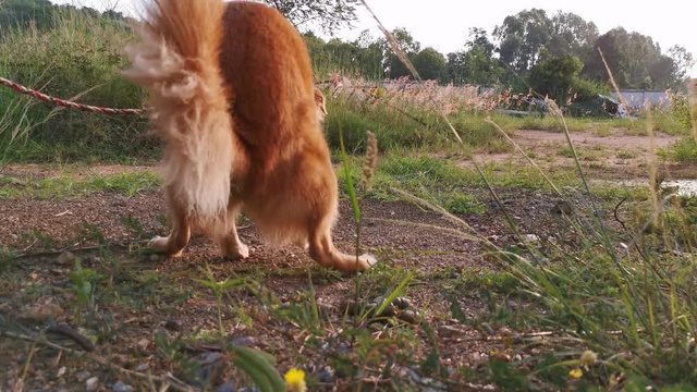 Dog pooping on grass