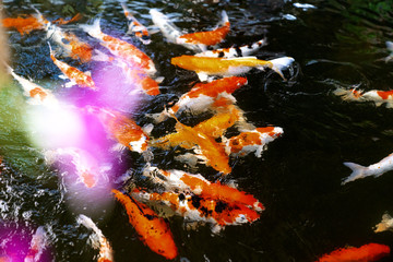 Obraz na płótnie Canvas Fancy carp in the pond
