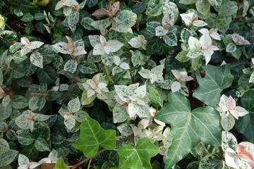 カラフルな植物の葉のテクスチャ