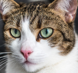 Fototapeta premium Lovely brown and white cat