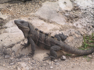 Varan on the sandy beach