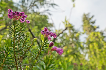 Hiking in the flatiron and needle peak trail