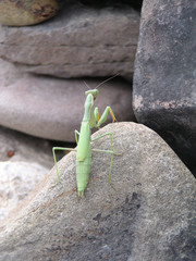 A mantis preyer on the grey stone