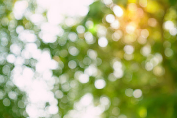 Obraz premium natural green bokeh abstract background,blurred textured