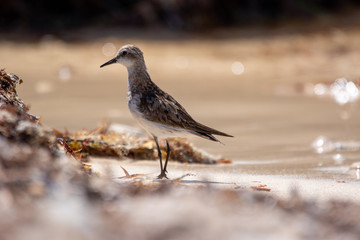 Rottnest Island Birds
