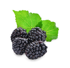 Blackberries isolated on white background