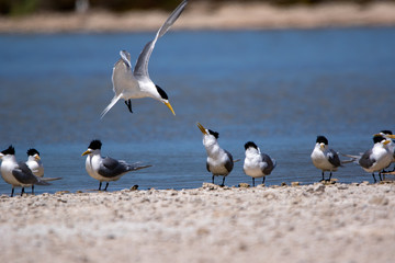 Fairy Terns - Rotnest Island - 'Sternula nereis'